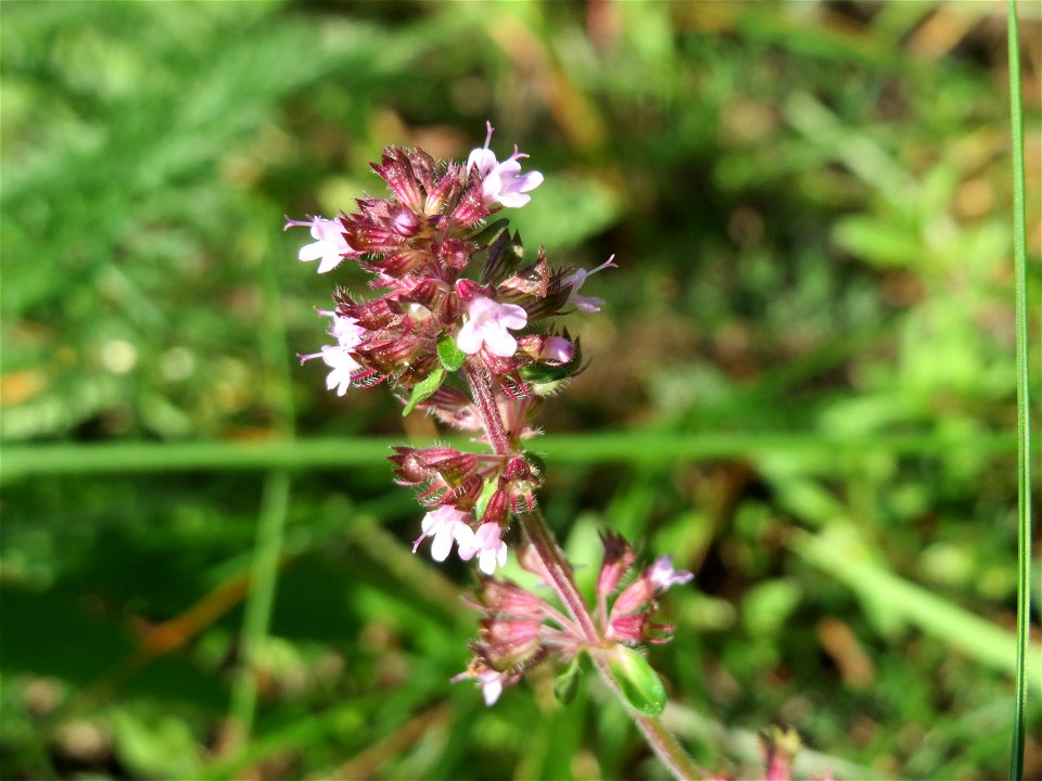 Breitblättriger Thymian (Thymus pulegioides) an einem Randstreifen der Rheinbahn in der Schwetzinger Hardt mit binnendünenartiger Vegetation