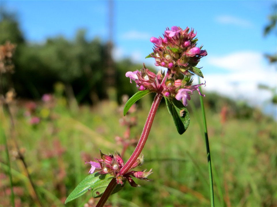Breitblättriger Thymian (Thymus pulegioides) an einem Randstreifen der Rheinbahn in der Schwetzinger Hardt mit binnendünenartiger Vegetation