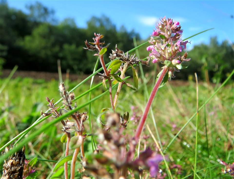 Breitblättriger Thymian (Thymus pulegioides) an einem Randstreifen der Rheinbahn in der Schwetzinger Hardt mit binnendünenartiger Vegetation
