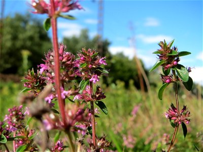 Breitblättriger Thymian (Thymus pulegioides) an einem Randstreifen der Rheinbahn in der Schwetzinger Hardt mit binnendünenartiger Vegetation