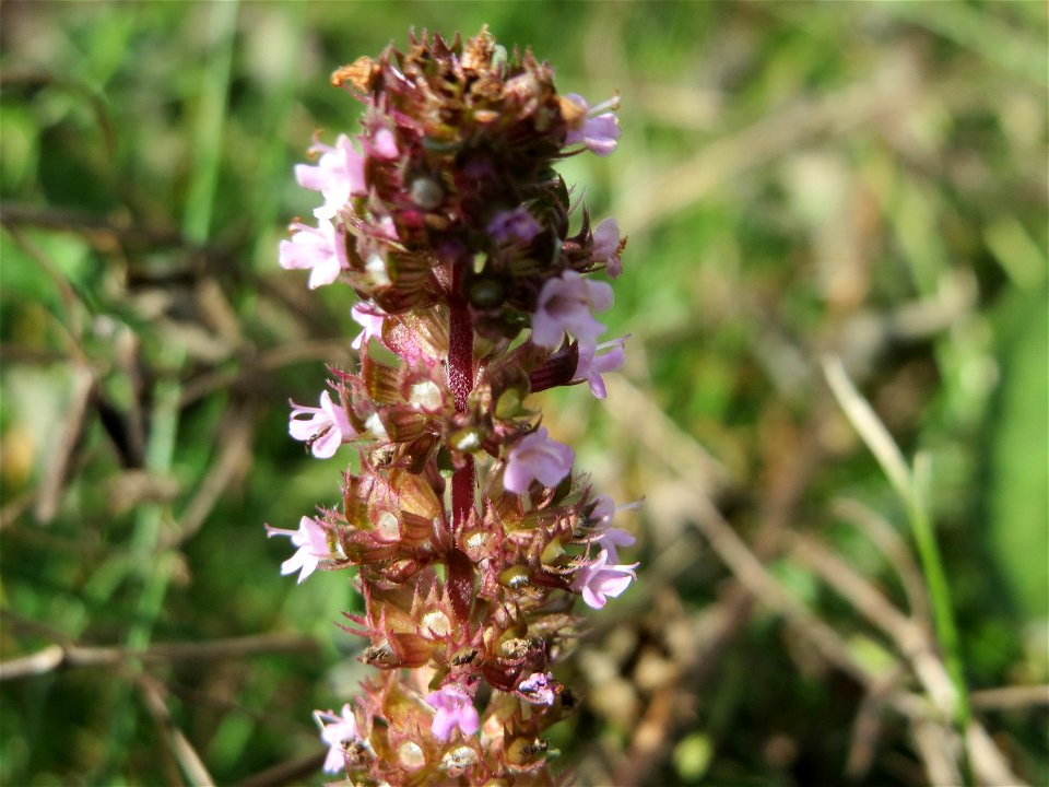 Breitblättriger Thymian (Thymus pulegioides) auf einer Reptilien- und Insekten-Schutzfläche bei Oftersheim