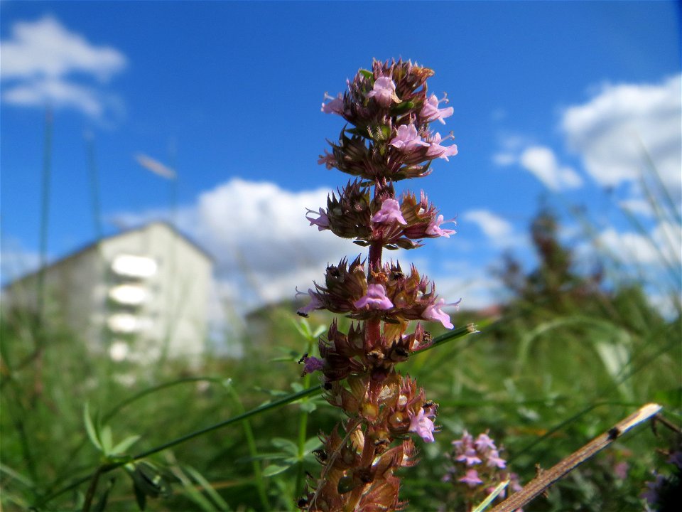 Breitblättriger Thymian (Thymus pulegioides) auf einer Reptilien- und Insekten-Schutzfläche bei Oftersheim