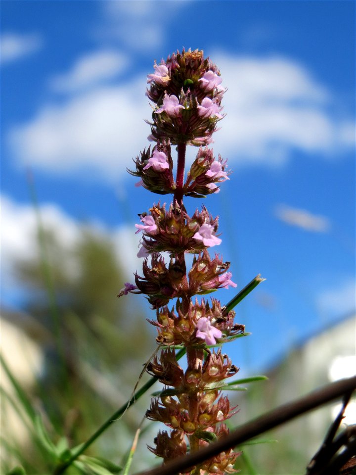 Breitblättriger Thymian (Thymus pulegioides) auf einer Reptilien- und Insekten-Schutzfläche bei Oftersheim