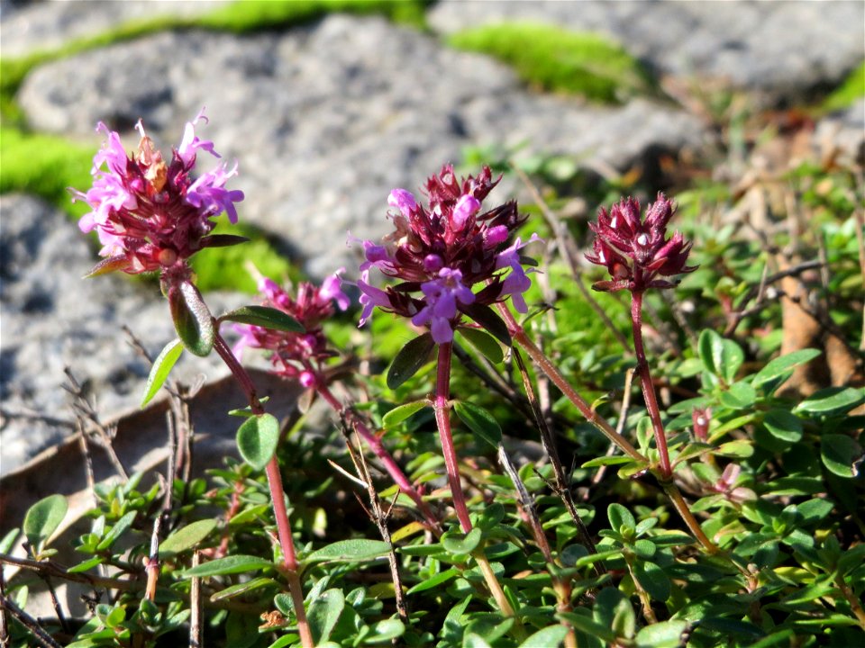 Ritzenbotanik: Breitblättriger Thymian (Thymus pulegioides) auf Kopfsteinpflaster an der A 620 in Alt-Saarbrücken