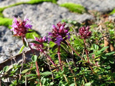 Ritzenbotanik: Breitblättriger Thymian (Thymus pulegioides) auf Kopfsteinpflaster an der A 620 in Alt-Saarbrücken