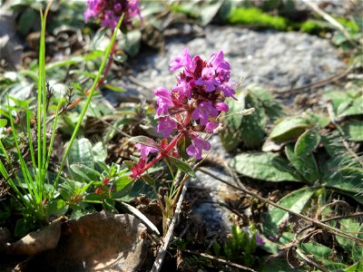 Ritzenbotanik: Breitblättriger Thymian (Thymus pulegioides) auf Kopfsteinpflaster an der A 620 in Alt-Saarbrücken