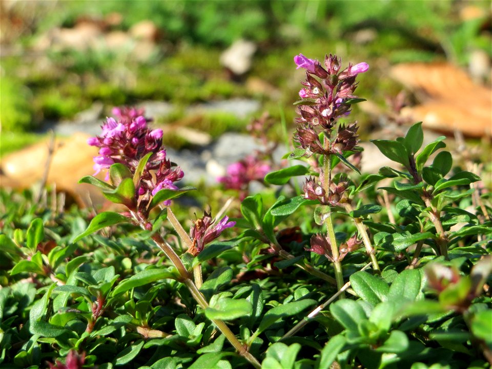 Breitblättriger Thymian (Thymus pulegioides) an der A 620 in Alt-Saarbrücken