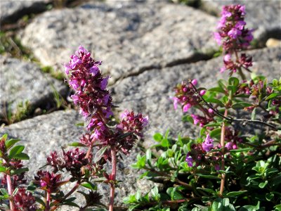 Ritzenbotanik: Breitblättriger Thymian (Thymus pulegioides) auf Kopfsteinpflaster an der A 620 in Alt-Saarbrücken
