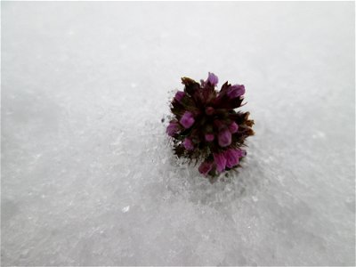 Breitblättriger Thymian (Thymus pulegioides) an der A620 in Alt-Saarbrücken bei Neuschnee am 10. Dezember 2017