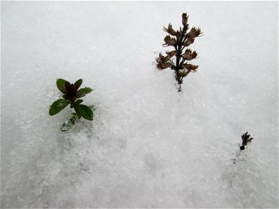 Breitblättriger Thymian (Thymus pulegioides) an der A620 in Alt-Saarbrücken bei Neuschnee am 10. Dezember 2017