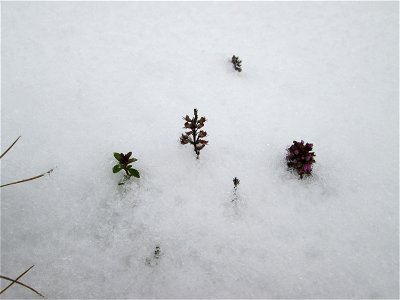 Breitblättriger Thymian (Thymus pulegioides) an der A620 in Alt-Saarbrücken bei Neuschnee am 10. Dezember 2017