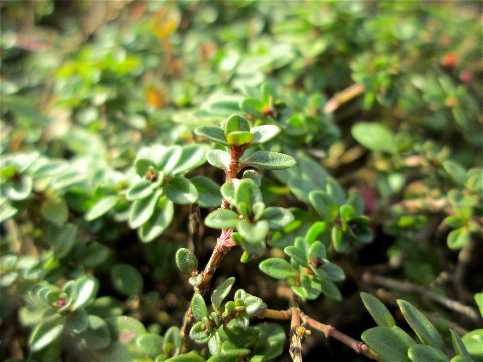 Breitblättriger Thymian (Thymus pulegioides) an der A620 in Alt-Saarbrücken