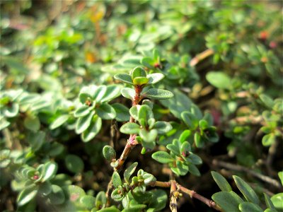 Breitblättriger Thymian (Thymus pulegioides) an der A620 in Alt-Saarbrücken