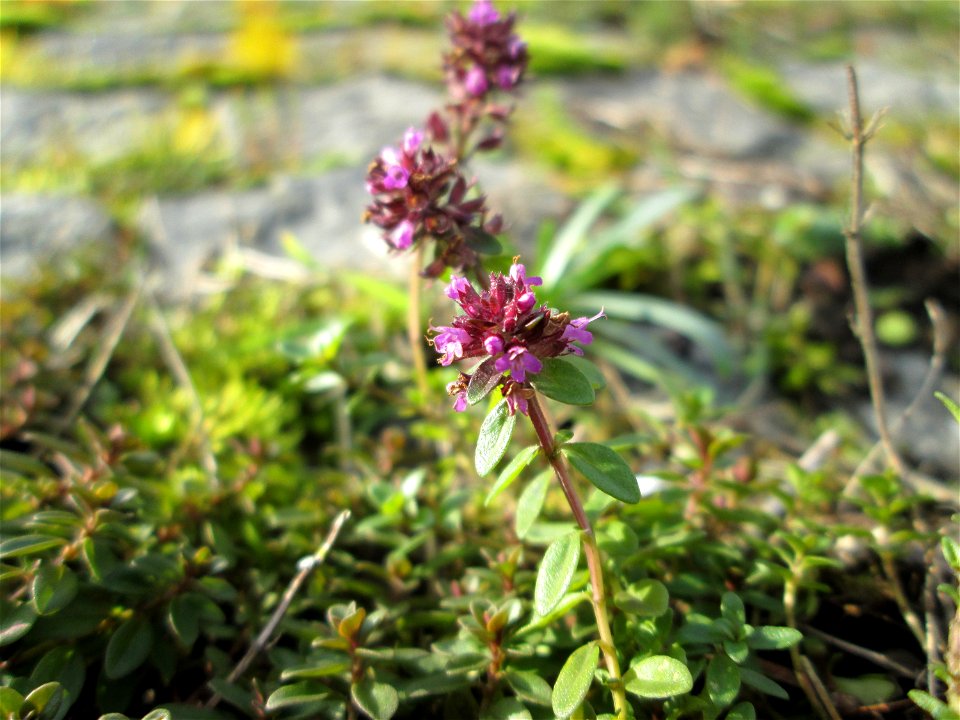 Breitblättriger Thymian (Thymus pulegioides) an der A620 in Alt-Saarbrücken