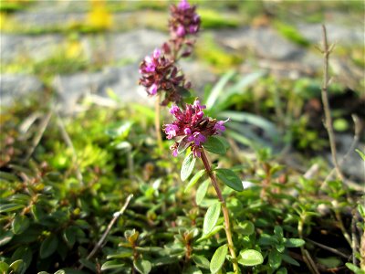 Breitblättriger Thymian (Thymus pulegioides) an der A620 in Alt-Saarbrücken