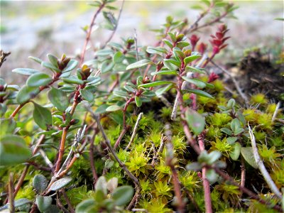 Ritzenbotanik: Breitblättriger Thymian (Thymus pulegioides) an der A 620 in Alt-Saarbrücken