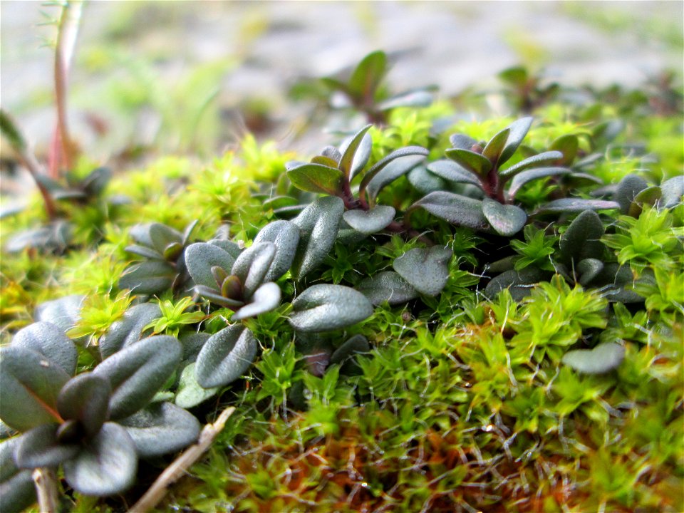 Ritzenbotanik: Breitblättriger Thymian (Thymus pulegioides) an der A 620 in Alt-Saarbrücken