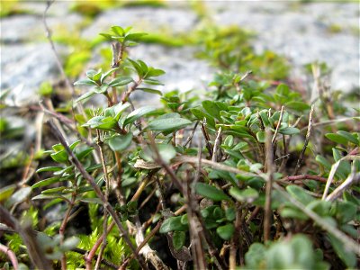 Breitblättriger Thymian (Thymus pulegioides) an der A 620 in Alt-Saarbrücken