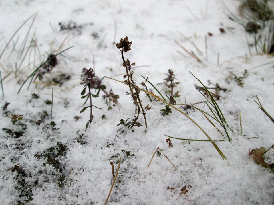 Breitblättriger Thymian (Thymus pulegioides) an der A620 in Alt-Saarbrücken bei Neuschnee am 2. März 2018