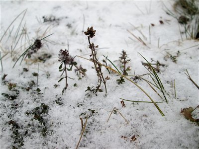 Breitblättriger Thymian (Thymus pulegioides) an der A620 in Alt-Saarbrücken bei Neuschnee am 2. März 2018