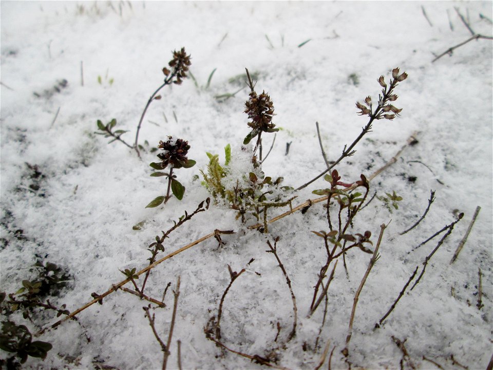 Breitblättriger Thymian (Thymus pulegioides) an der A620 in Alt-Saarbrücken bei Neuschnee am 2. März 2018