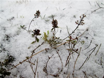 Breitblättriger Thymian (Thymus pulegioides) an der A620 in Alt-Saarbrücken bei Neuschnee am 2. März 2018