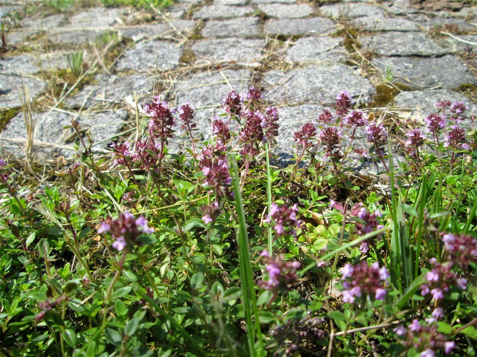 Ritzenbotanik: Breitblättriger Thymian (Thymus pulegioides) auf Kopfsteinpflaster an der A 620 in Alt-Saarbrücken