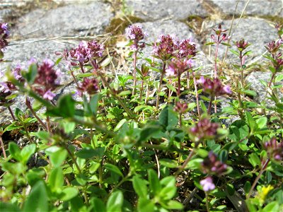 Ritzenbotanik: Breitblättriger Thymian (Thymus pulegioides) auf Kopfsteinpflaster an der A 620 in Alt-Saarbrücken photo