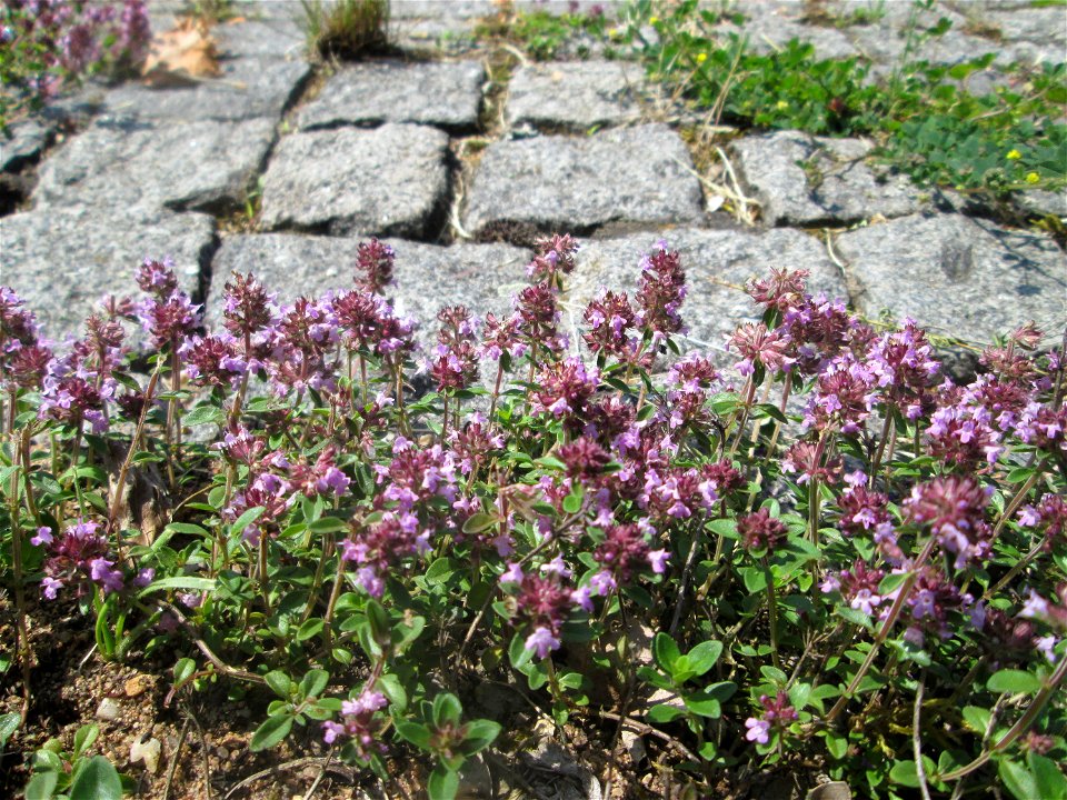 Ritzenbotanik: Breitblättriger Thymian (Thymus pulegioides) auf Kopfsteinpflaster an der A 620 in Alt-Saarbrücken