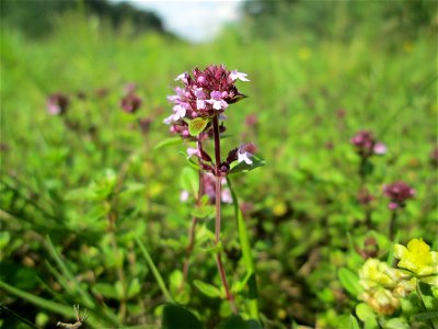 Breitblättriger Thymian (Thymus pulegioides) an einer kleinen Binnendüne am Randstreifen der Rheinbahn in der Schwetzinger Hardt photo