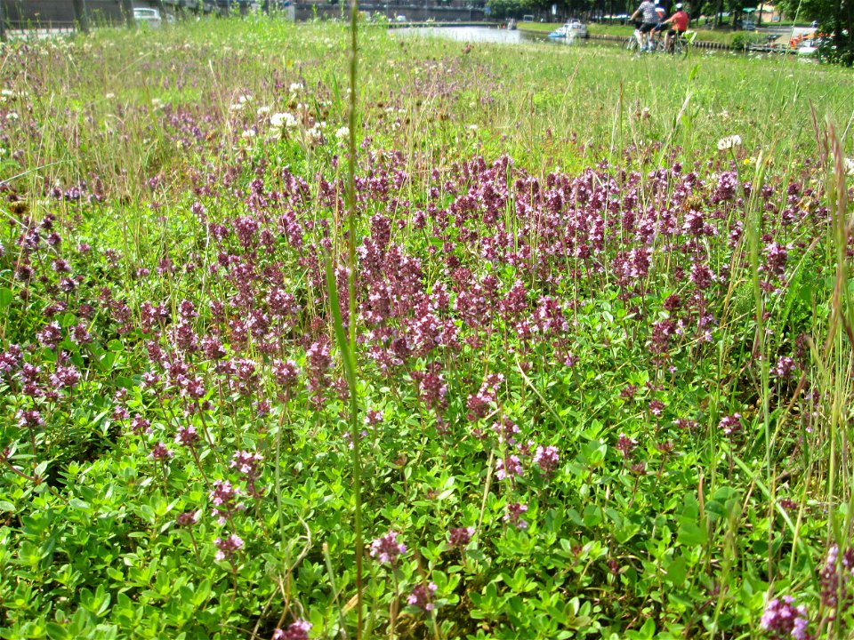 Breitblättriger Thymian (Thymus pulegioides) an der A 620 in Alt-Saarbrücken