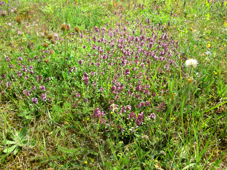 Breitblättriger Thymian (Thymus pulegioides) an der A 620 in Alt-Saarbrücken