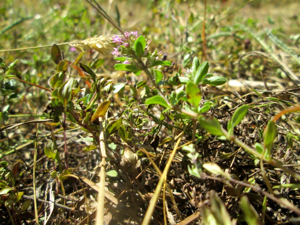 Breitblättriger Thymian (Thymus pulegioides) an einer kleinen Binnendüne am Randstreifen der Rheinbahn in der Schwetzinger Hardt