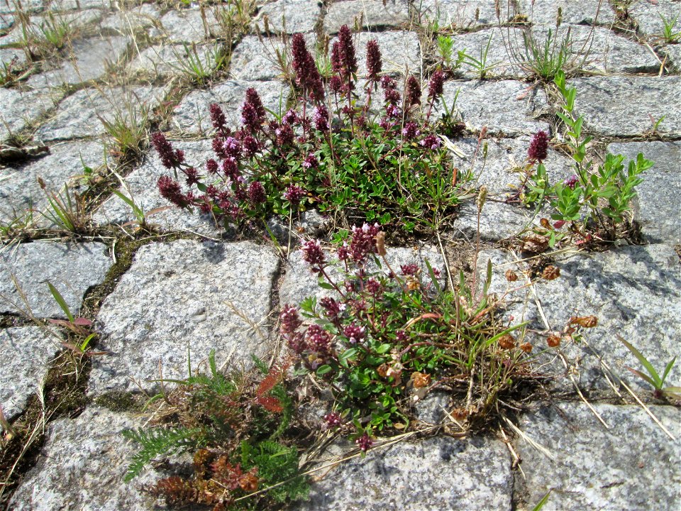 Breitblättriger Thymian (Thymus pulegioides) an der A 620 in Alt-Saarbrücken