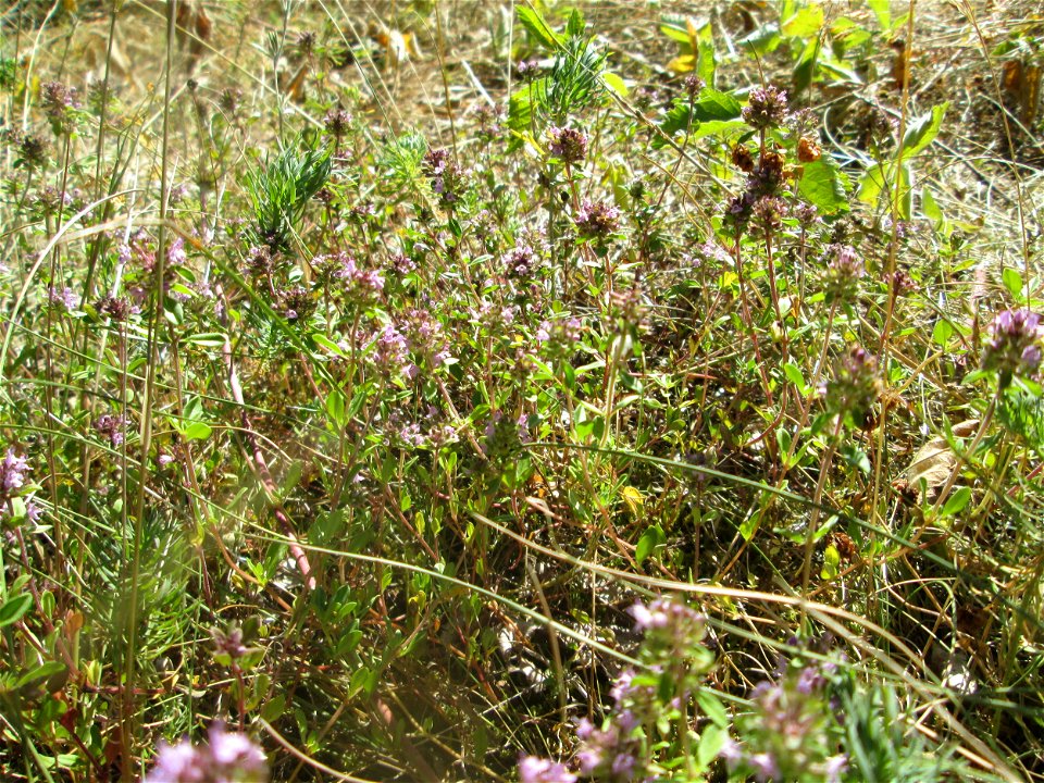 Breitblättriger Thymian (Thymus pulegioides) an der Böschung der A6 in der Schwetzinger Hardt - an diesem Abschnitt bietet der Autobahnrand eine binnendünenartige Situation