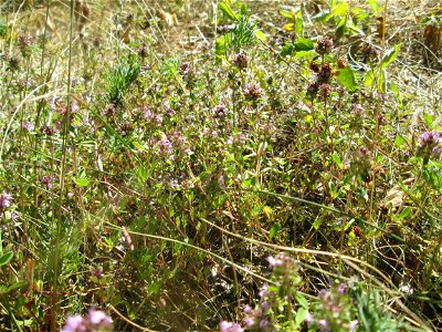 Breitblättriger Thymian (Thymus pulegioides) an der Böschung der A6 in der Schwetzinger Hardt - an diesem Abschnitt bietet der Autobahnrand eine binnendünenartige Situation