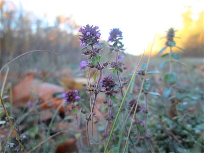 Breitblättriger Thymian (Thymus pulegioides) an der Rheinbahn in der Schwetzinger Hardt - durch die von der Sonne erwärmten Steinplatten am Bahndamm blüht er hier sogar noch im November