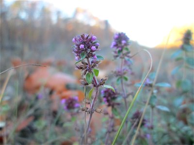 Breitblättriger Thymian (Thymus pulegioides) an der Rheinbahn in der Schwetzinger Hardt - durch die von der Sonne erwärmten Steinplatten am Bahndamm blüht er hier sogar noch im November