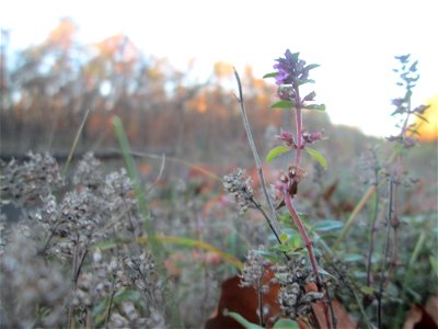 Breitblättriger Thymian (Thymus pulegioides) an der Rheinbahn in der Schwetzinger Hardt - durch die von der Sonne erwärmten Steinplatten am Bahndamm blüht er hier sogar noch im November