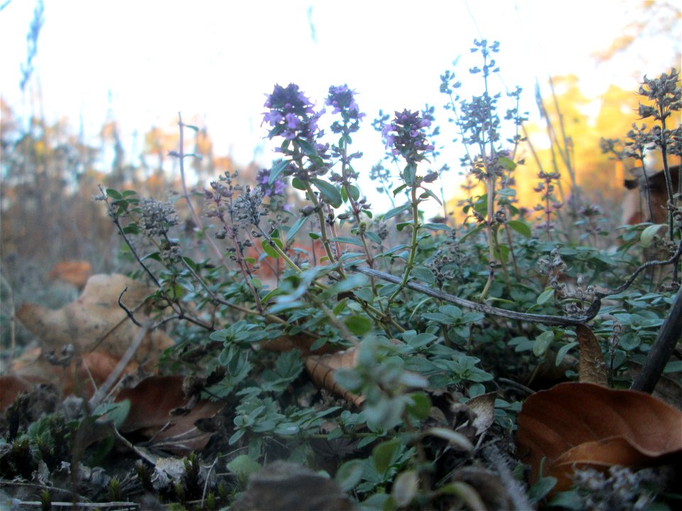 Breitblättriger Thymian (Thymus pulegioides) an der Rheinbahn in der Schwetzinger Hardt - durch die von der Sonne erwärmten Steinplatten am Bahndamm blüht er hier sogar noch im November
