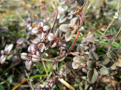 Breitblättriger Thymian (Thymus pulegioides) an der Böschung der A6 in der Schwetzinger Hardt - an diesem Abschnitt bietet der Autobahnrand eine binnendünenartige Situation