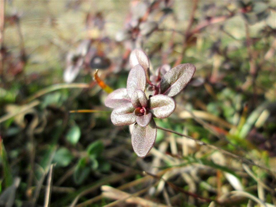 Breitblättriger Thymian (Thymus pulegioides) an der Böschung der A6 in der Schwetzinger Hardt - an diesem Abschnitt bietet der Autobahnrand eine binnendünenartige Situation