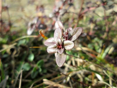 Breitblättriger Thymian (Thymus pulegioides) an der Böschung der A6 in der Schwetzinger Hardt - an diesem Abschnitt bietet der Autobahnrand eine binnendünenartige Situation