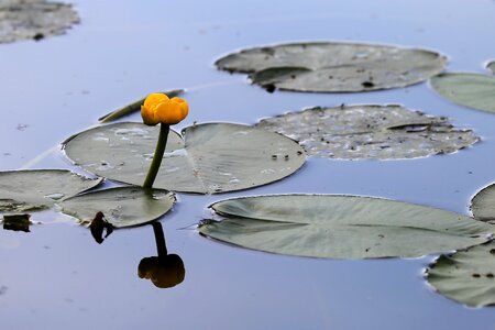 Yellow flower petal lake