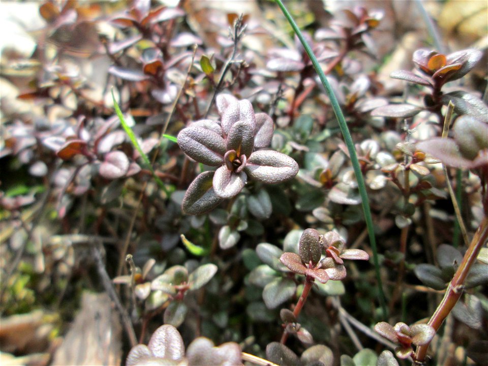 Breitblättriger Thymian (Thymus pulegioides) an der Böschung der A6 in der Schwetzinger Hardt - an diesem Abschnitt bietet der Autobahnrand eine binnendünenartige Situation