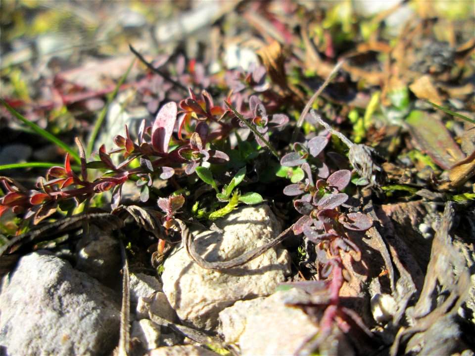 Breitblättriger Thymian (Thymus pulegioides) in der Schwetzinger Hardt