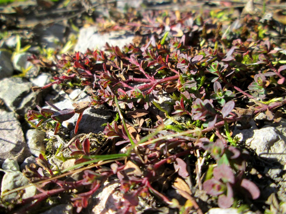 Breitblättriger Thymian (Thymus pulegioides) in der Schwetzinger Hardt