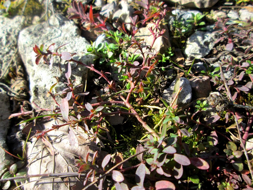 Breitblättriger Thymian (Thymus pulegioides) in der Schwetzinger Hardt
