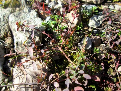 Breitblättriger Thymian (Thymus pulegioides) in der Schwetzinger Hardt