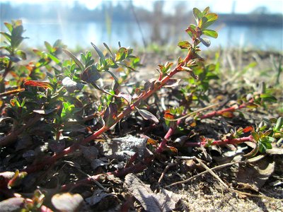 Breitblättriger Thymian (Thymus pulegioides) am Rheinufer beim Strandbad im Waldpark Mannheim